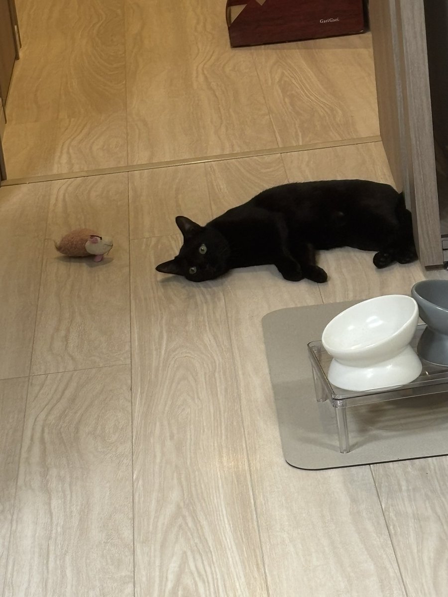 iwn_com's tweet photo. 猫飼い始めました　可愛すぎて毎日最高だぜ https://t.co/5hXKLDmcrC