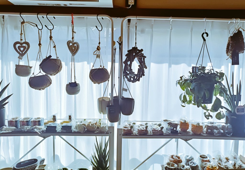 古本と植物の素敵なお店📖🌿
「緑の本棚」<a href="/yayoi_midori/">弥生坂　緑の本棚</a>
大田区・池上でプレオープン中✨️
　
植物本や、多肉植物の可愛い寄せ植えなども揃っています。
2階は柔らかな陽射しが入る心地よい空間で、珈琲を片手にのんびり読書を楽しめます☕

書籍と植物が日常に溶け込むオススメの隠れ屋スポット☺