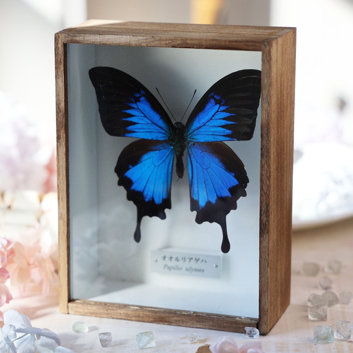 海福雑貨通販部の【蝶標本】に、オオルリアゲハの標本を1点upしました