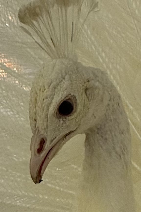 袖ケ浦ふれあいどうぶつ縁 tweet media