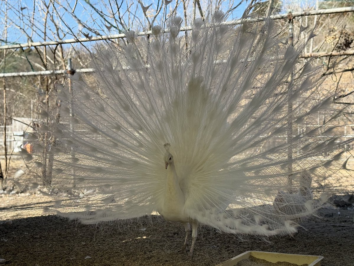 袖ケ浦ふれあいどうぶつ縁 tweet media