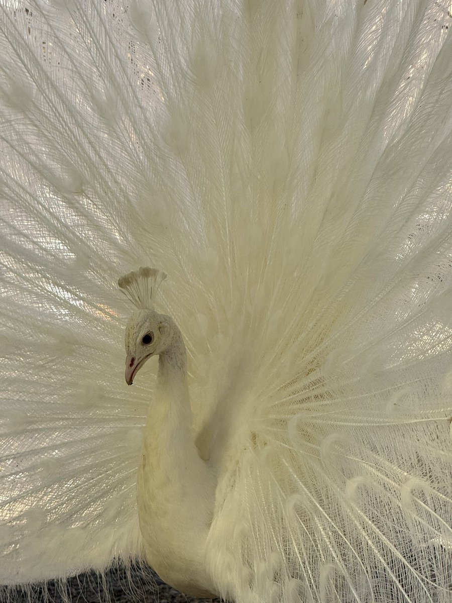 袖ケ浦ふれあいどうぶつ縁 tweet media