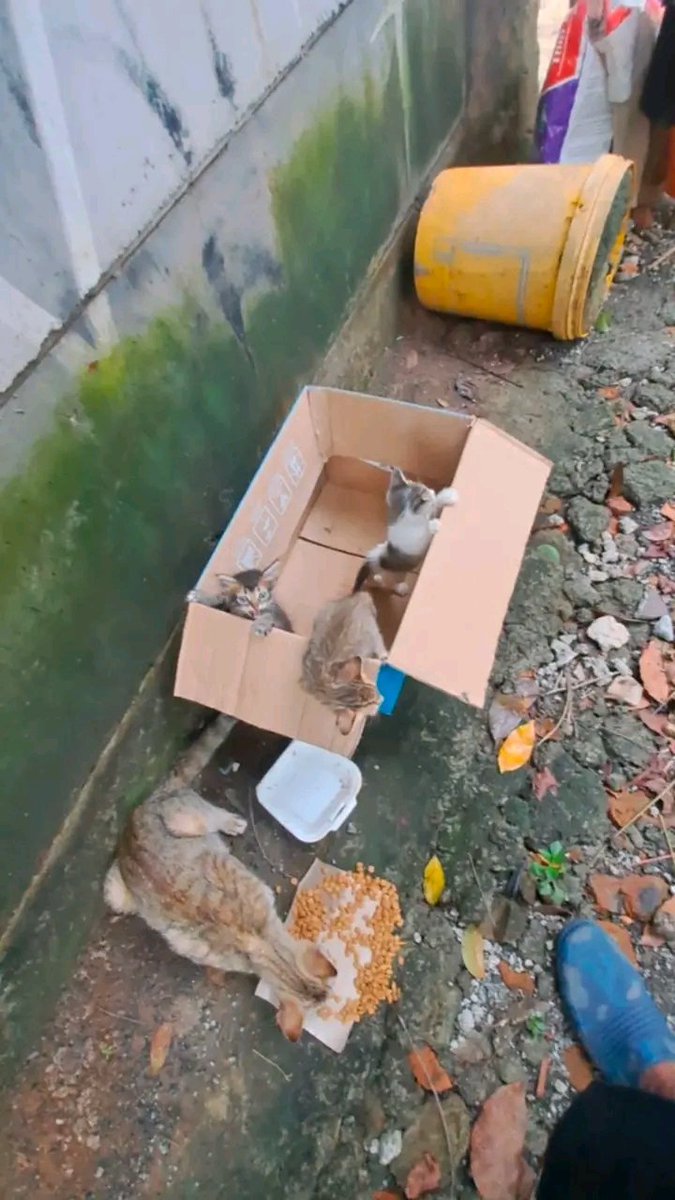GhofarVault's tweet photo. Today I choose to see GOODNESS.
Feeding stray cats may seem small,
but to them, it means everything. 🐾
@sortesfun
@Aswin982548 @cryptoisuzu @Rogerdanua57415
#GOOD #publicgoods #sortes #BNBchain https://t.co/vt8kDQ98rD