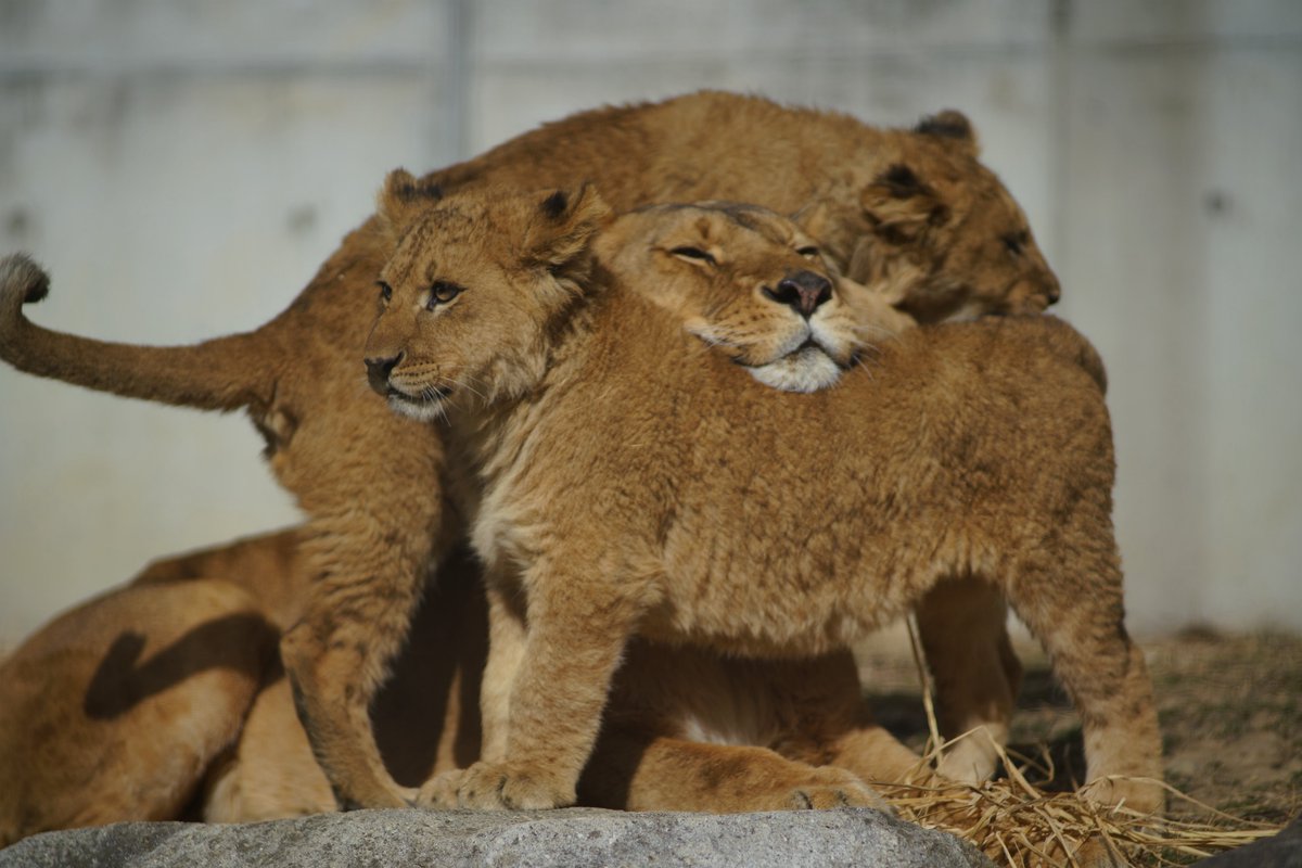 ぴよふうこ🐥2/1西2ム40a🎡 (@fuuuuukotoz) / Posts / X