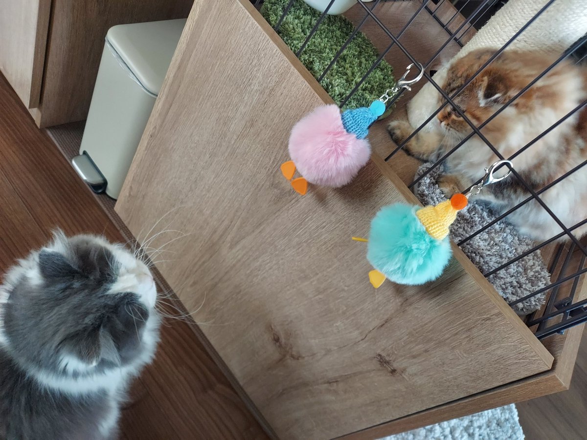 tnoplnos's tweet photo. エイルvsノエル

初対面した時
おとなしかったエイルが
あんなにシャーなるとは
知らない人間は大丈夫なのに
知らない猫は警戒するんですね。 https://t.co/151d8vjMf8