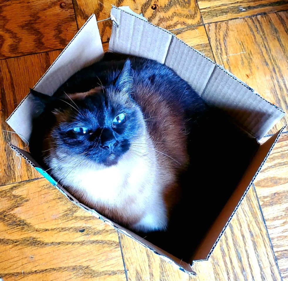 Lola's got her paws firmly on her prized box, and her sneaky kitty siblings aren't getting it without a fight since she won it fair and square