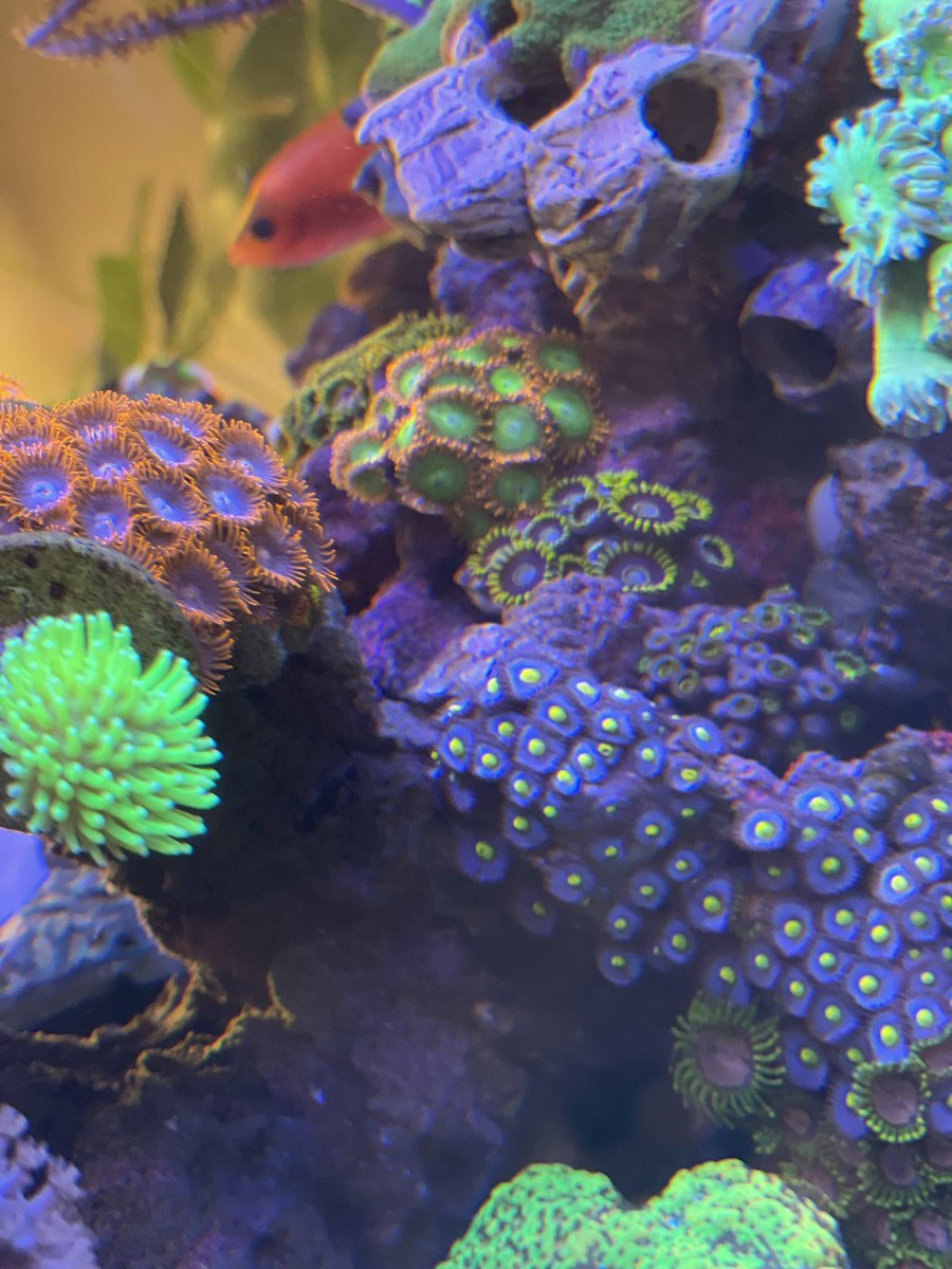 水換え後、薄まってた海水を一気に濃くしすぎたから？？ソフトたちが超不機嫌😌😌巨ノコが一番拗ねちゃってて引きこもりにも程がある🍄💦このまま脱皮かなぁ💦

ラスタくんが全然咲かなくなってるマメスナの谷🪸