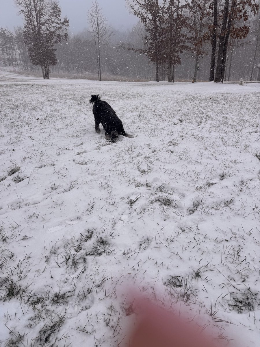 SweetGeorgiePop's tweet photo. @SDBernedoodles And the sweet Doodles loving it too! https://t.co/f8141mTru3