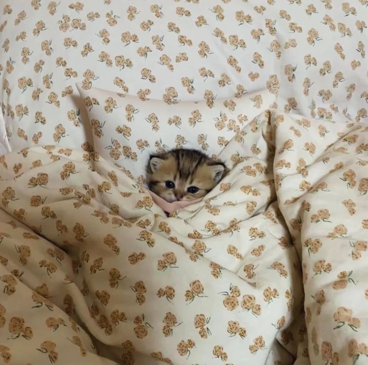 Posts Of Kittens🐾 tweet media