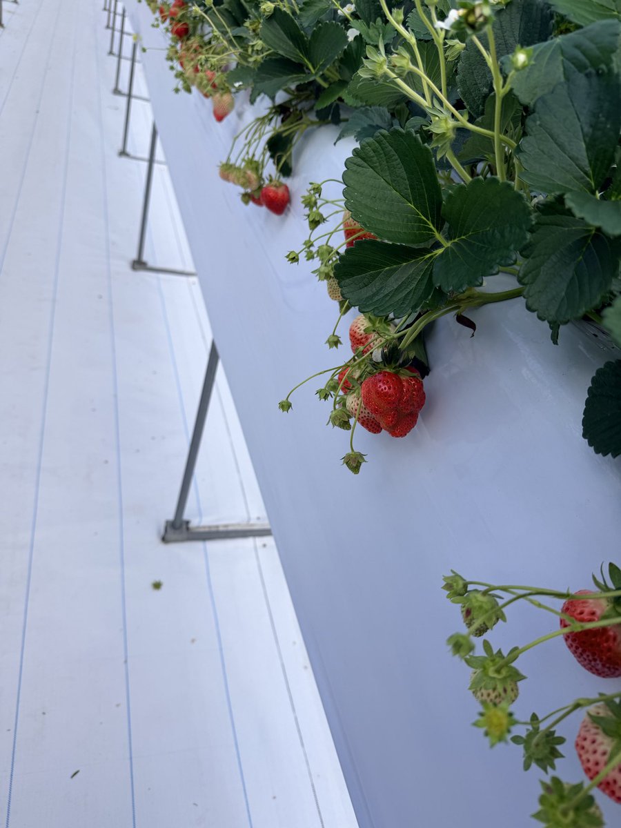 あーちゃん (@ayachibita) / Posts / X