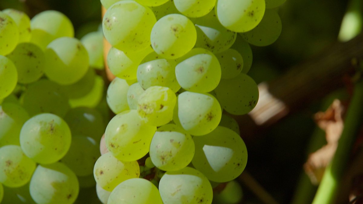 Channel 31 tweet media