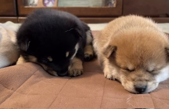 neiromaxi's tweet photo. Just a dogs lover
I got more neiro, almost 3,000,000 neiro🌟🩷 https://t.co/U3gF0LUafC