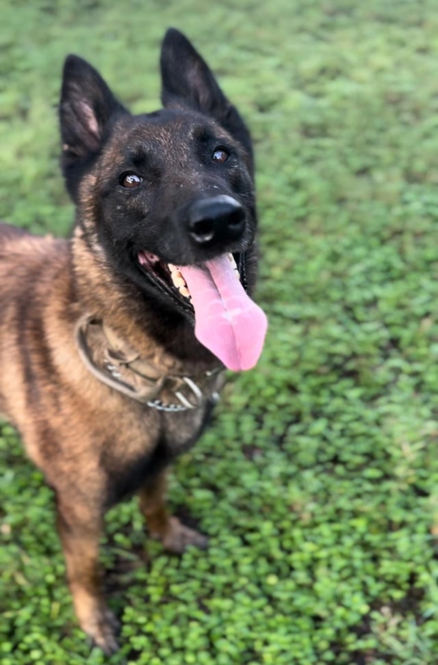 b1izzardhawk's tweet photo. Heard what happened to Artemis the dog, the inspiration for Archie in destiny 2. It's never easy losing a pet, especially as violently as he was taken away. At his owner's request, I honor him by showing Archie why he's still the best boy in destiny 2. #Destiny2 #Archie #goodboy https://t.co/eZjApGYq80