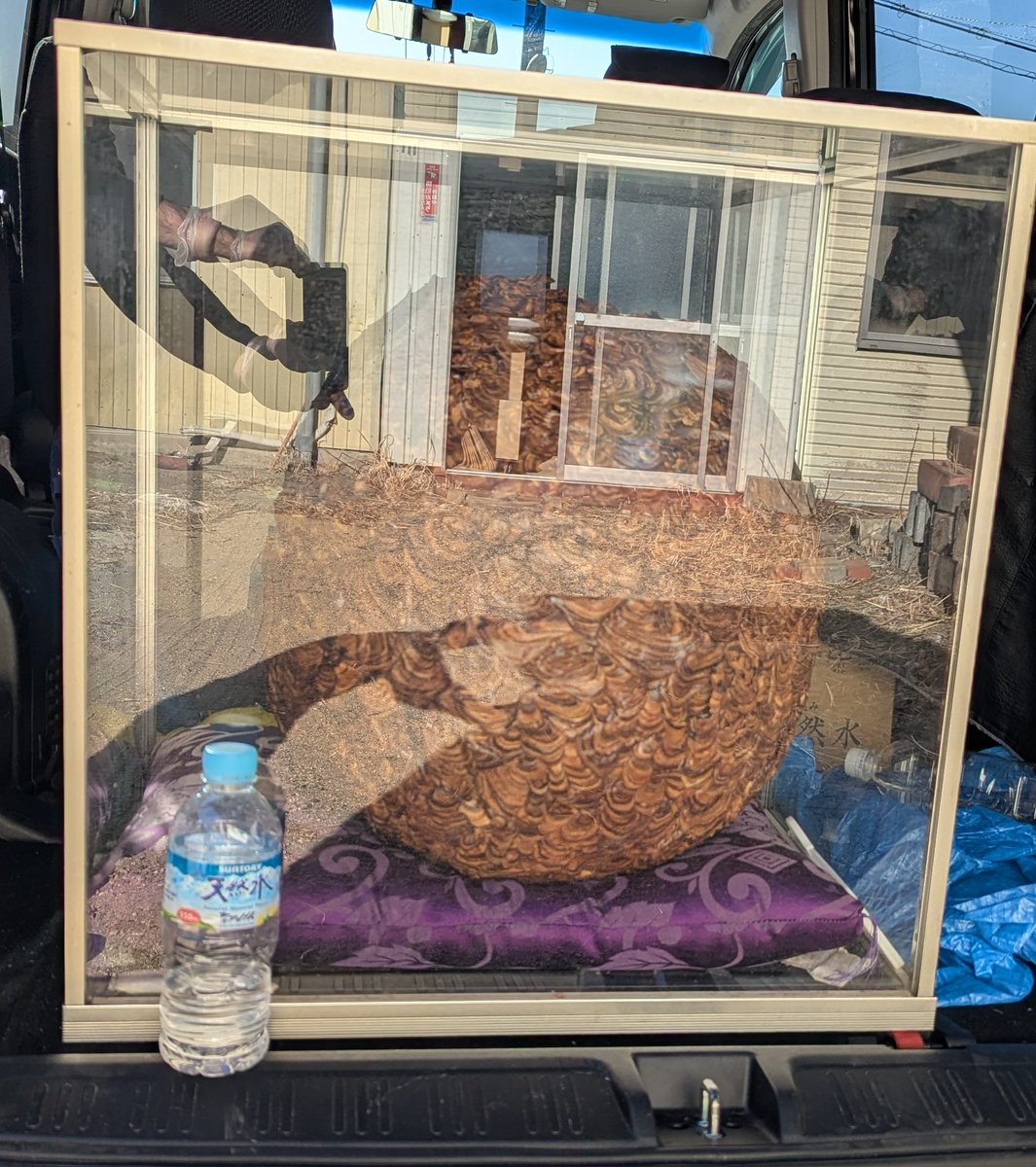 ハチの巣 ガラスケース入り Yahoo!オークション - 7753 オブジェ 雀蜂の巣 スズメバチ ガラスケー