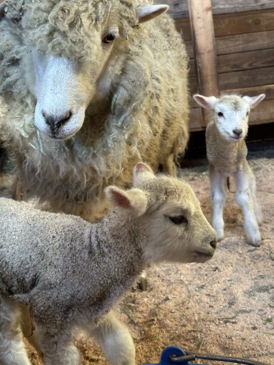 ひつじ成分を補給しにまかいの牧場まで 今朝産まれた双子ちゃん かわええ…