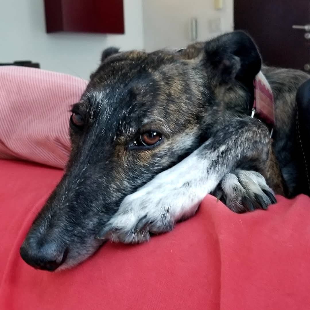 andreecoll's tweet photo. El 1° de Febrero se conmemora el Día Mundial del Galgo para visibilizar el sufrimiento que padece esta raza. Decile NO al Maltrato Animal! Galgos Libres! Mi bella Gina! Feliz de haberte encontrado! Feliz de tenerte en nuestra familia! #MiGalgaGina #AmorPuro #FreeTheGalgo ❤️🐾🤗 https://t.co/POuQkpHwfM