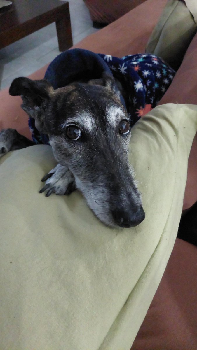 andreecoll's tweet photo. El 1° de Febrero se conmemora el Día Mundial del Galgo para visibilizar el sufrimiento que padece esta raza. Decile NO al Maltrato Animal! Galgos Libres! Mi bella Gina! Feliz de haberte encontrado! Feliz de tenerte en nuestra familia! #MiGalgaGina #AmorPuro #FreeTheGalgo ❤️🐾🤗 https://t.co/POuQkpHwfM