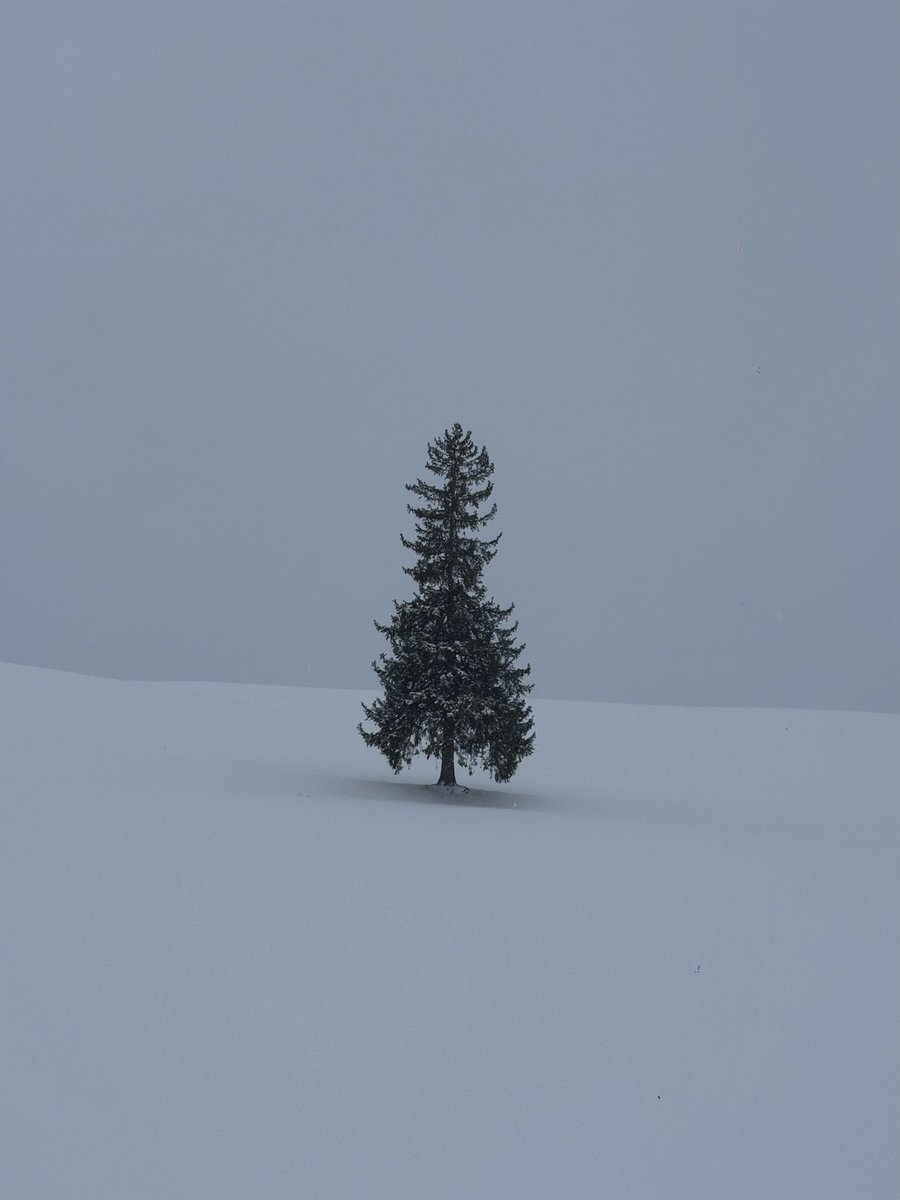 260109-0113 삿포로 🌨️