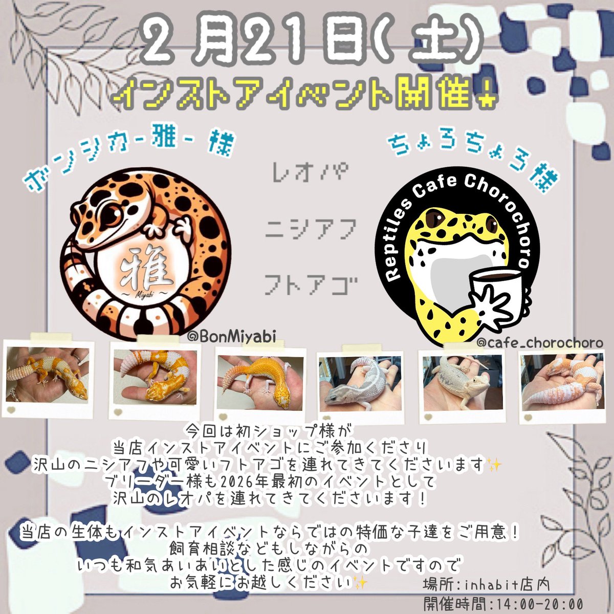 inhabit_fukuoka's tweet image. 2月21日(土)

ちょろちょろ様　@cafe_chorochoro 
雅様　@BonMiyabi  
お二人が当店にお越しくださいます✨

ニシアフやレオパはそれぞれ100〜200匹を
超える数の中から選りすぐりの子達を
連れてきてくださいます😊

是非、3連休初日はinhabitへ🚙💨