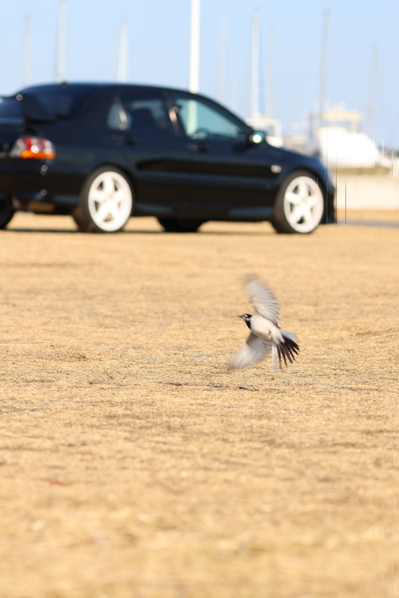 FPGA121's tweet image. 大洗エボミバードウォッチング部