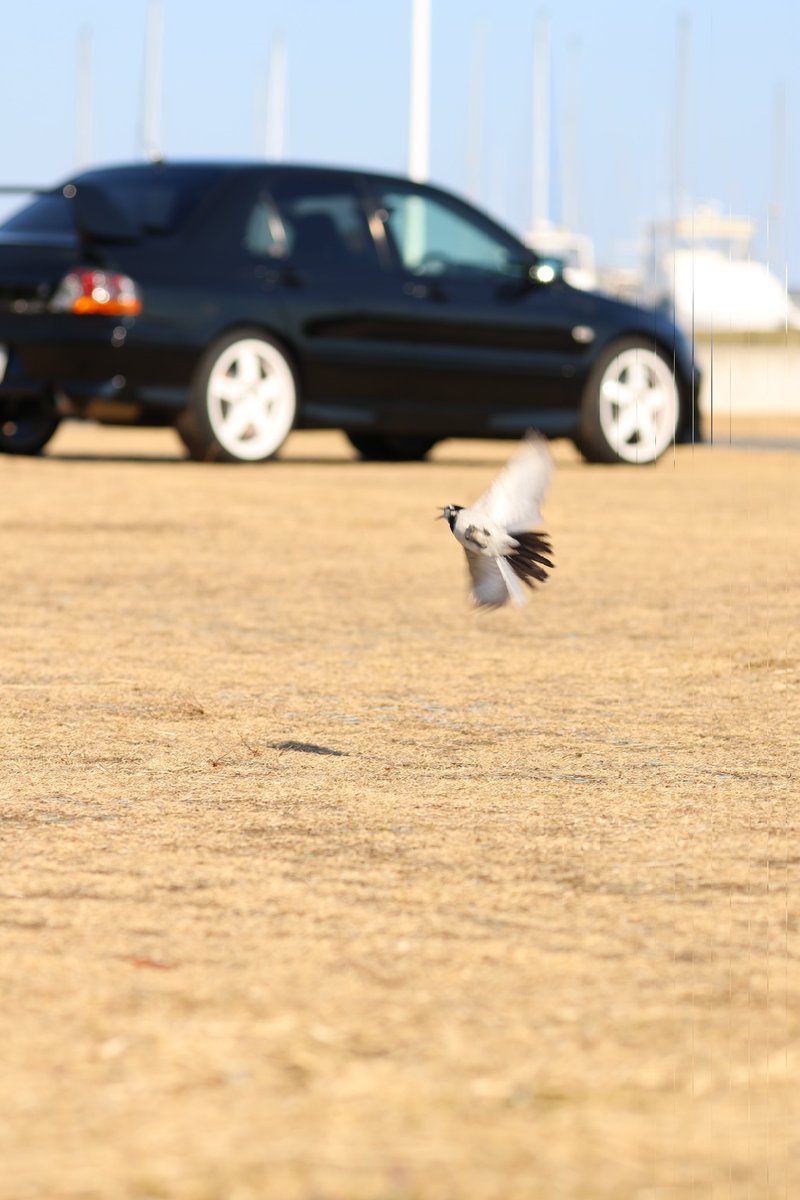 FPGA121's tweet image. 大洗エボミバードウォッチング部