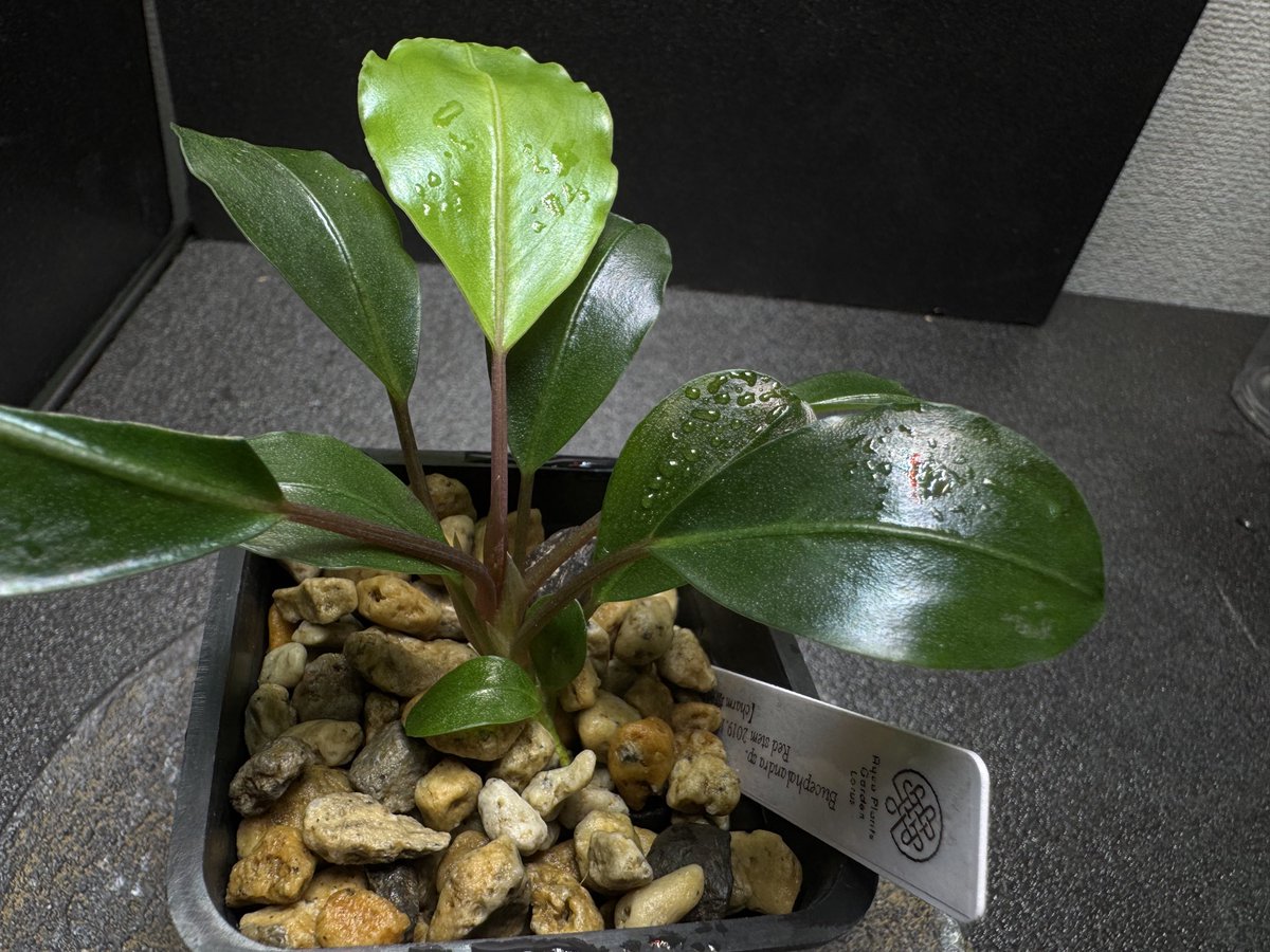 ﾌﾞｾﾌｧﾗﾝﾄﾞﾗ