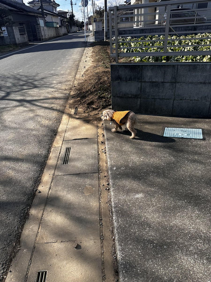 strip1515's tweet photo. 迷子の子見つけた
埼玉県北部です
警察に預けたのでおうちに帰れますように https://t.co/DppT64uSDW