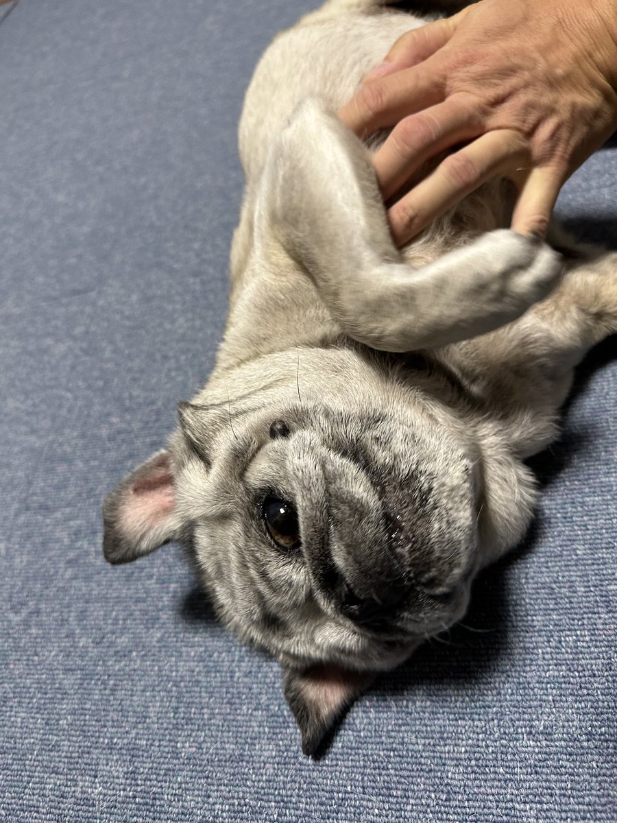 パグお(パグファンシャー) (@pug3ta) / Posts / X