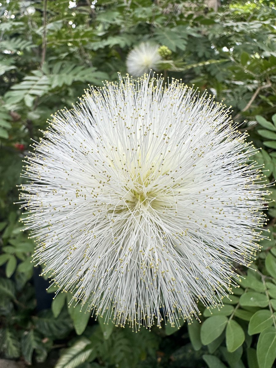 salanu21's tweet photo. 朝から植物園 癒される https://t.co/B4kKlxWfkD