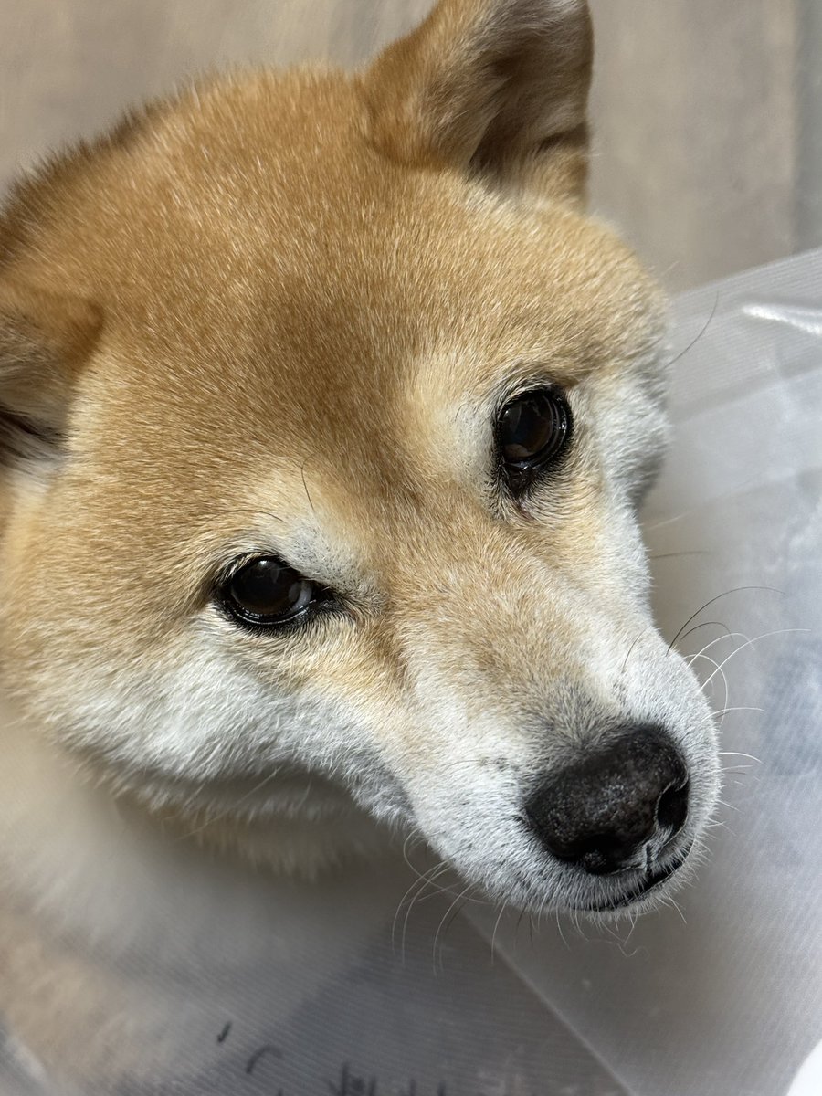 ゴメン
やっぱりワンコ1人置いて出掛けられへんわ

映画めっちゃ観たかった
また、レポ漁ります