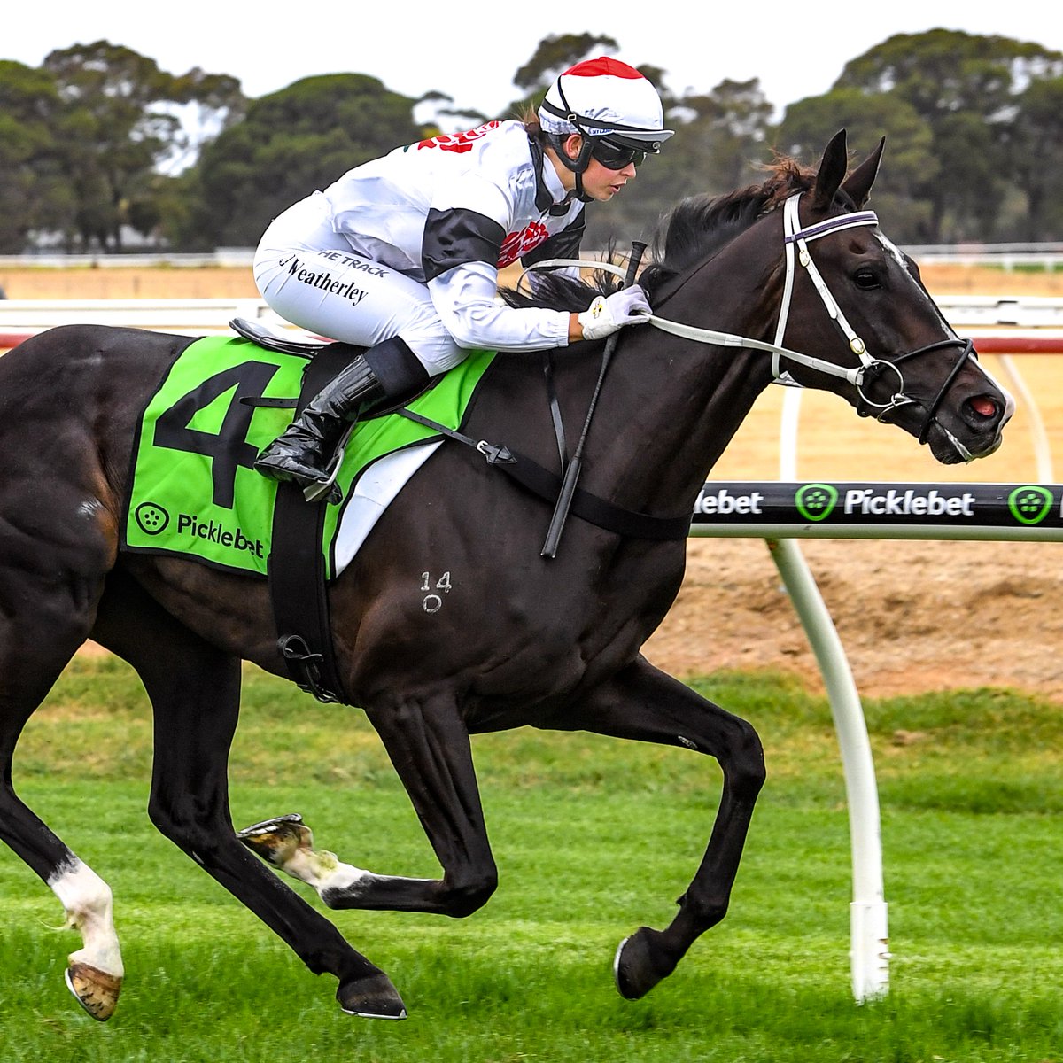 Racing Victoria tweet media