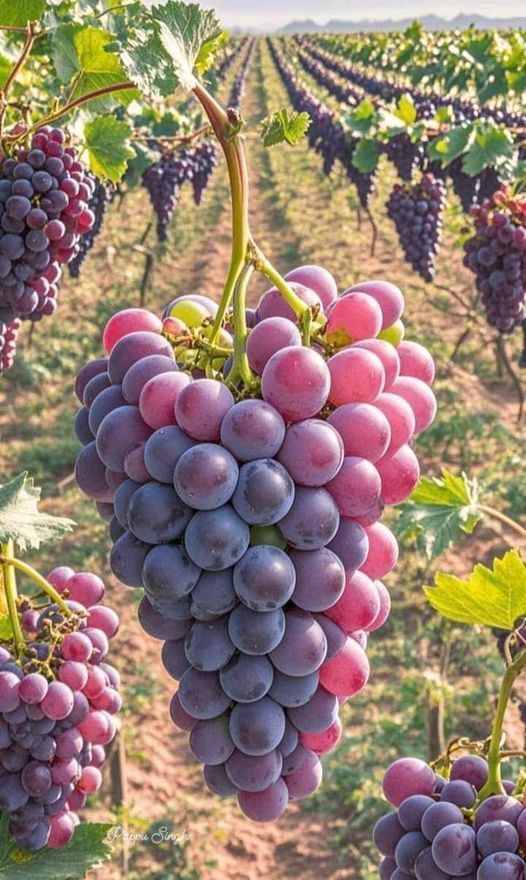 Sweet Nector tweet media