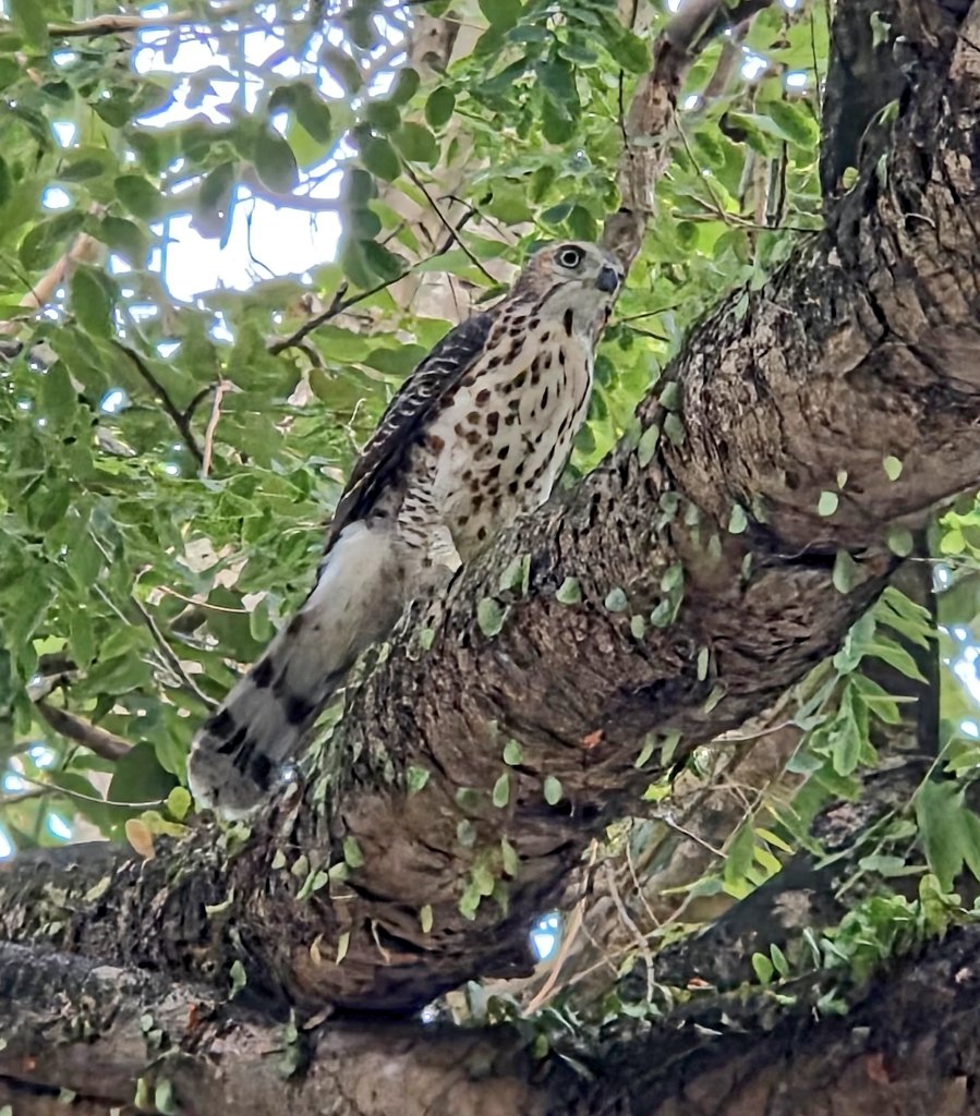MiyakoMyna's tweet photo. 朝ジョギングしていたら短く鳴きながら飛んできた野鳥がいて、よく見たらオオタカ(Goshhawk)でした！目の色からして幼鳥のようです。たまにこういうことがあるのでジョギングを続けたくなります😄
#シンガポール https://t.co/7XU10z1Vla