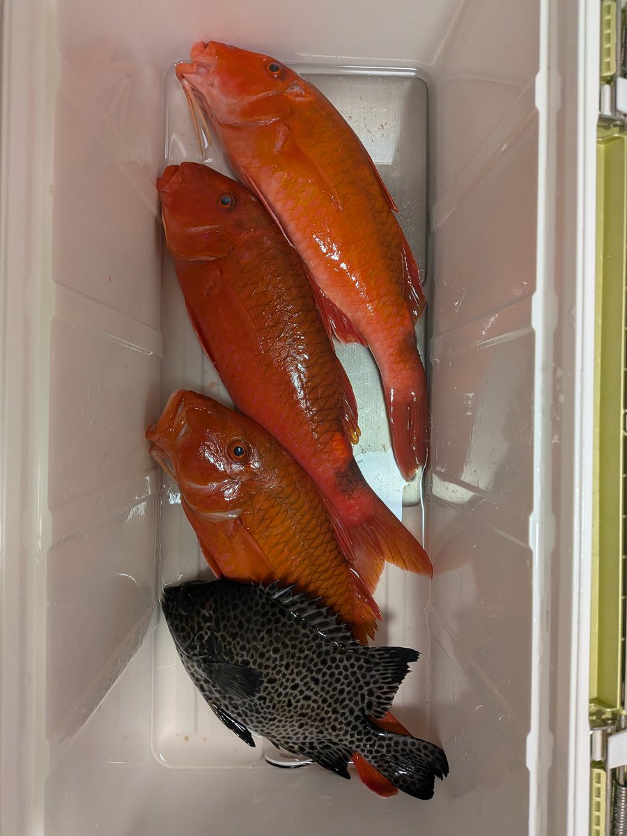 hoppydoki's tweet photo. 本日のお持ち帰りは赤い三連星とイシガキダイでした😊
一応イシダイかイシガキダイを狙っていたのでギリセー�� https://t.co/PApYAXNAQ5