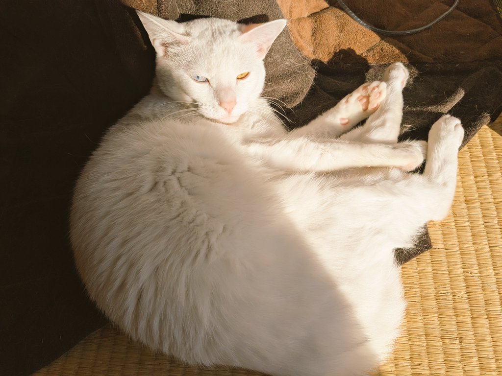 【sami♡ページ】 emy@保護猫とレオパと平屋一人暮らし (@g041a036) on X