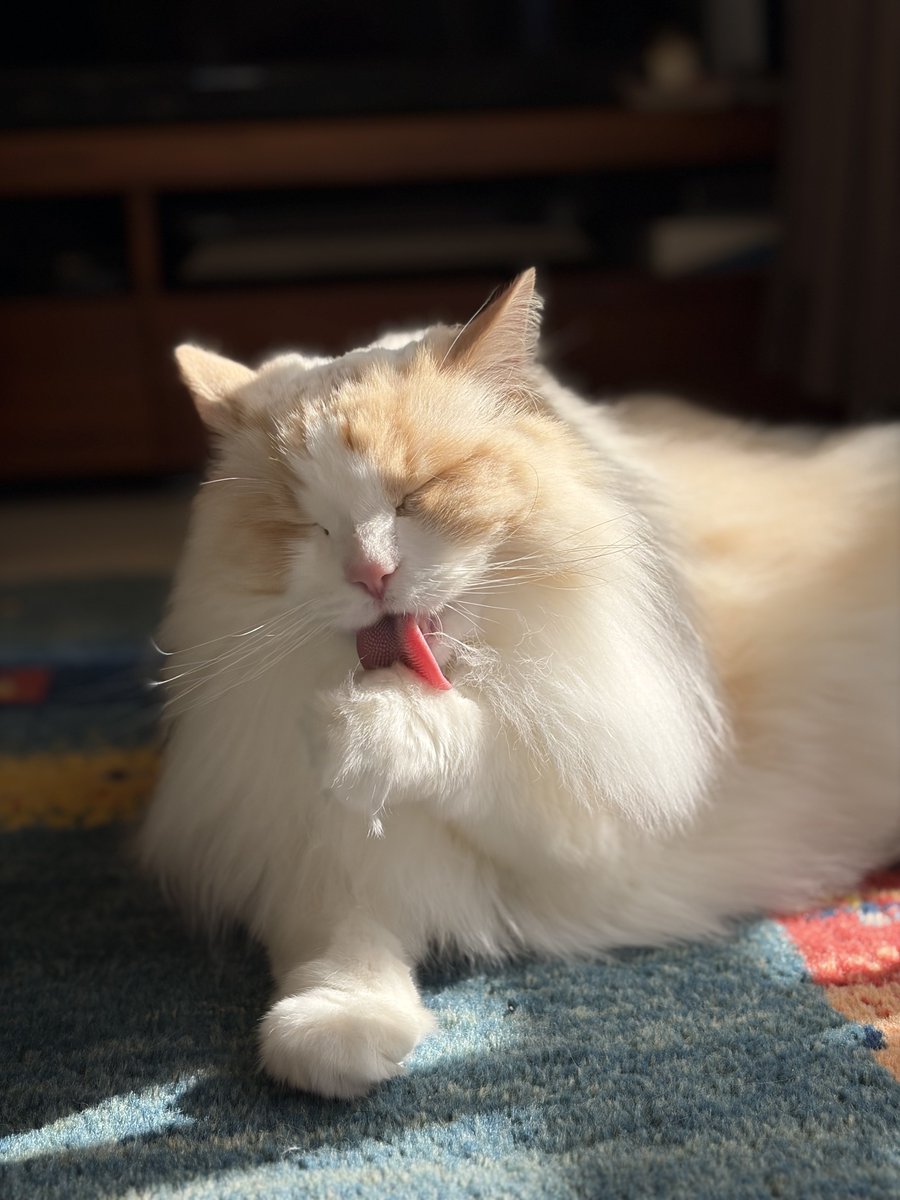 るいにゃ (@ruinya27) / Posts / X