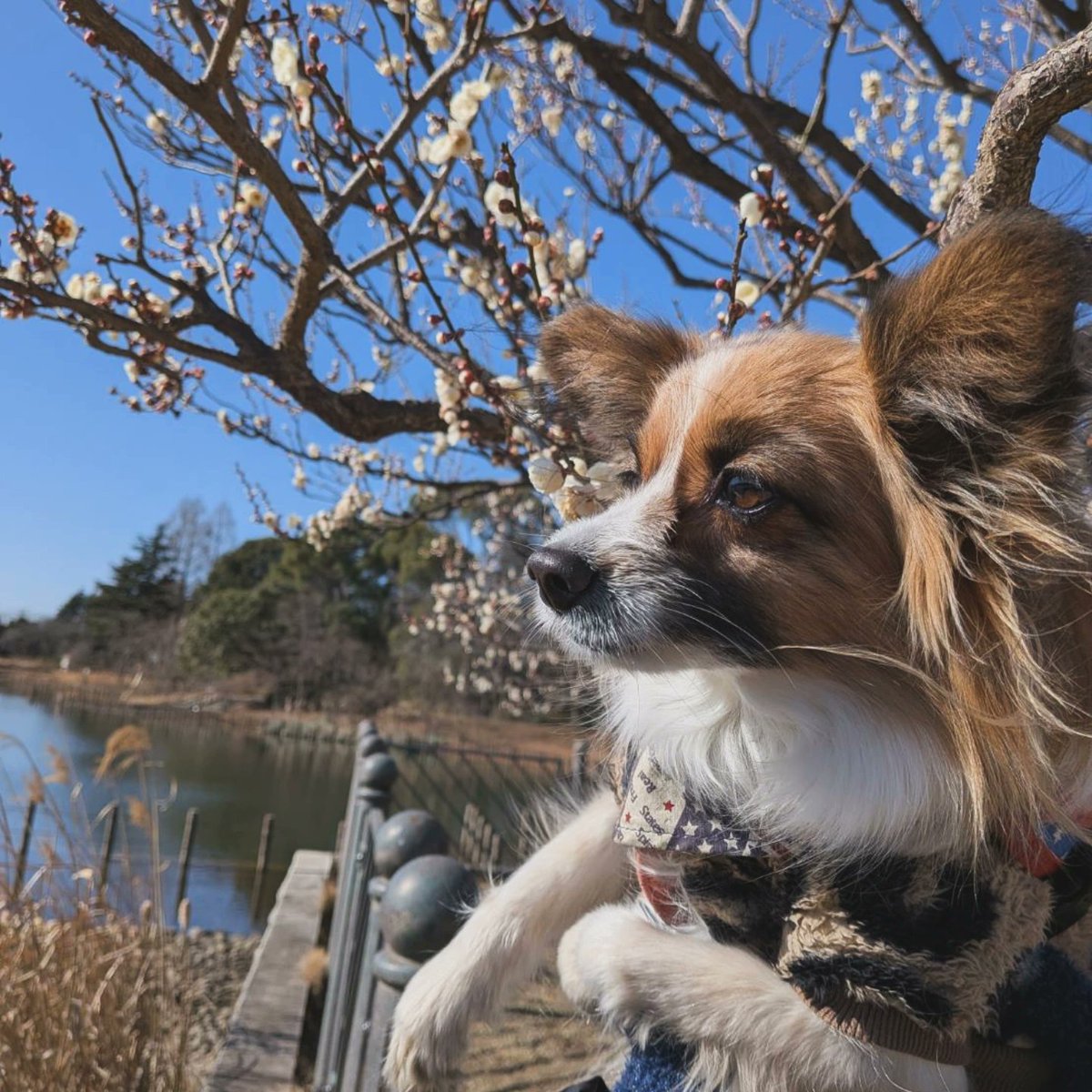 RiroDog's tweet photo. イケメンなパピヨンはここですよ！Uo･ｪ･oU https://t.co/9x4FdAqBZh