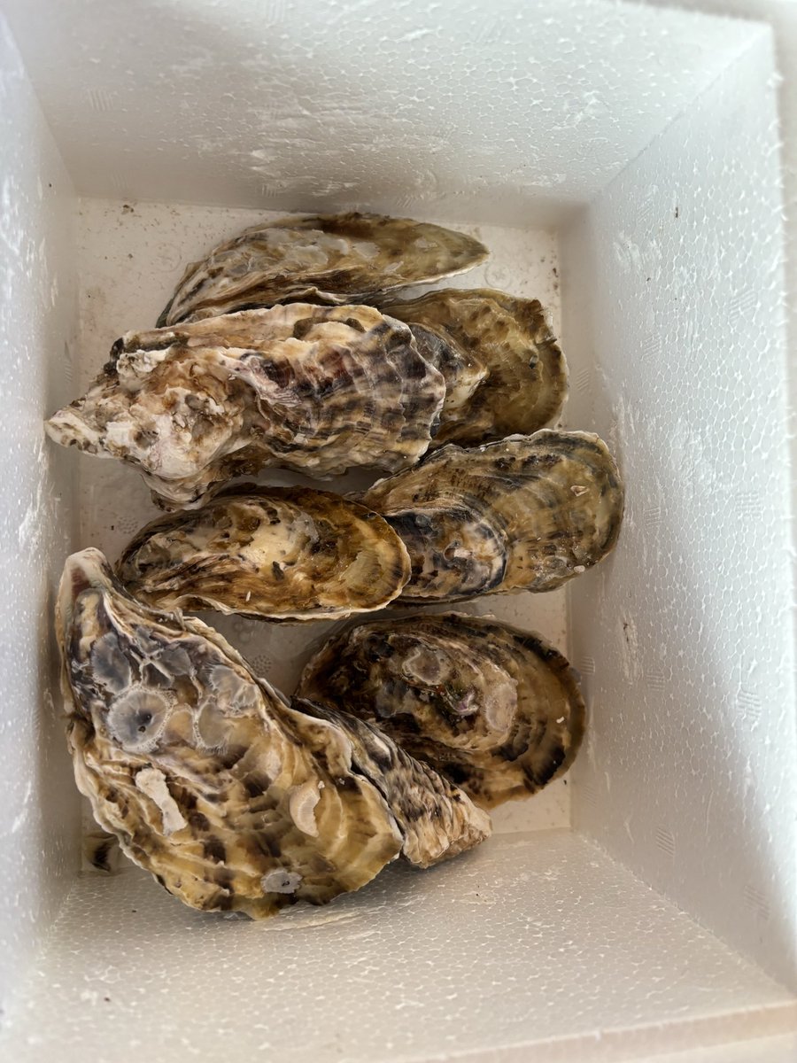 東松島から殻付き牡蠣が届いた。こんはレンチン(レンジでチンして食べる、生牡蠣以上美味い！)牡蠣だぜ