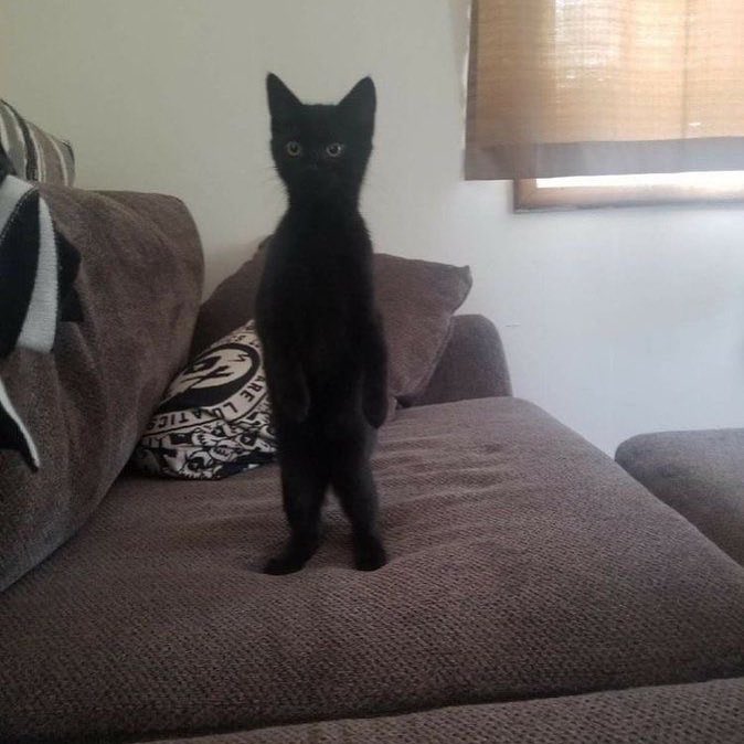 No Cats No Life (@nocatsnolife_m) on Twitter photo 