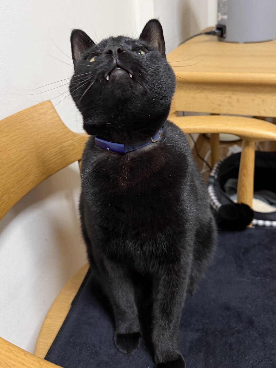 旅猫 (@tabinekocat) / Posts / X