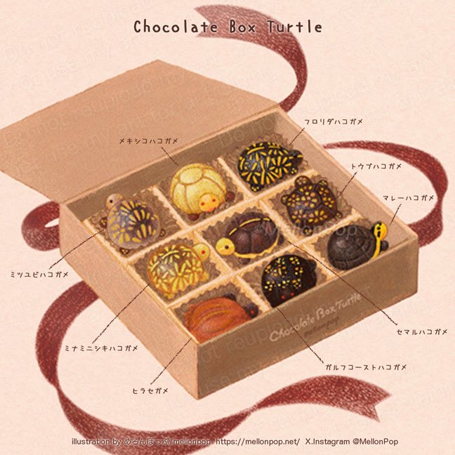 MellonPop's tweet image. 【2月の壁紙配布🍫】

今月は「Chocolate Box Turtle」

もうすぐバレンタインデーですね！

模様も形も様々な個性豊かなハコガメ達の姿をかたどった、チョコレートボックスが出来ました🎁

壁紙は→HPめろんぽっぷのぽっぷ
mellonpop.net/info/6625626

 #ハコガメ  #2月の壁紙 #boxturtle