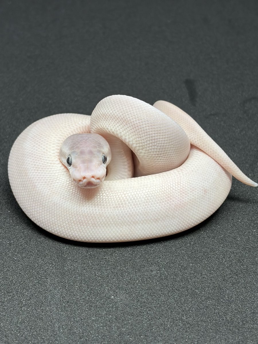 L.no7】 BEL【mojave × ？】 pos ghi cinnamon fire hurricane