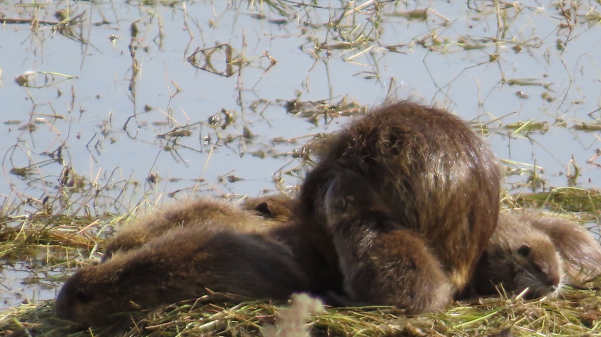 coypu_jp's tweet photo. 今昆陽池公園、少し暖かし。2月1日。
ヌートリア団子前より増えてる!?😮
#昆陽池公園 #コウノトリ #やっしー #J0484 #nutria #coypu #ヌートリア #ragondin https://t.co/ak7Q9uDY5U