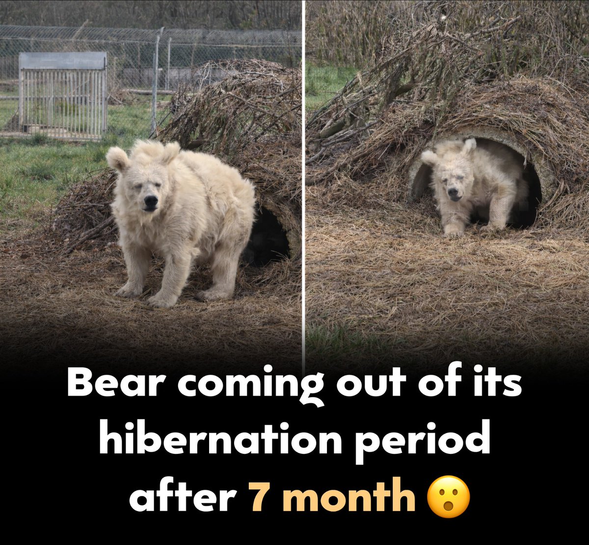 azam baba tweet media