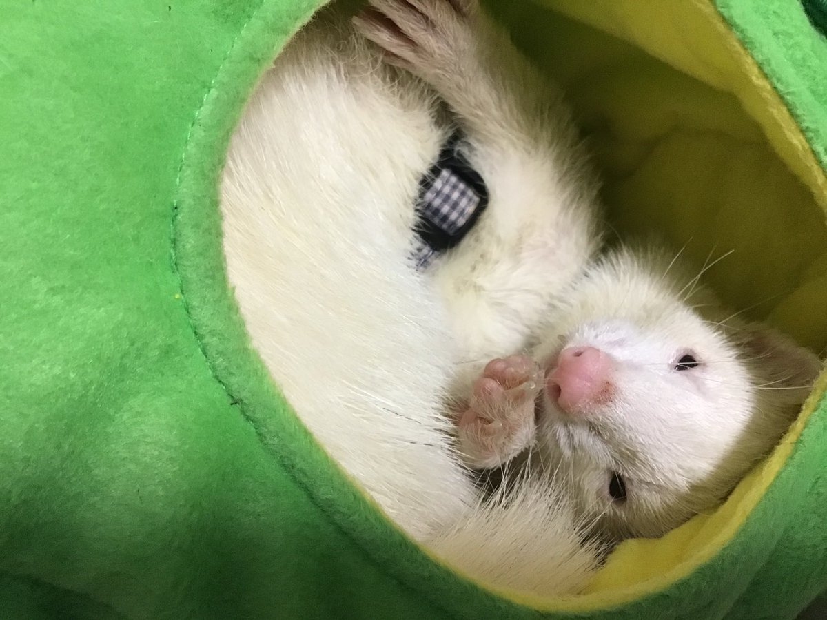 つい！！！たち！！！！