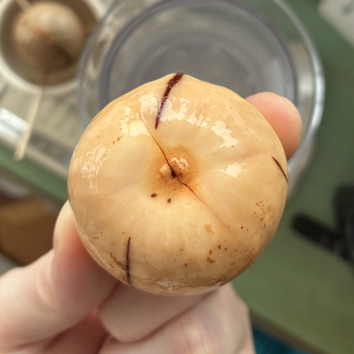 アボカド水耕栽培 21日目 #なvocado