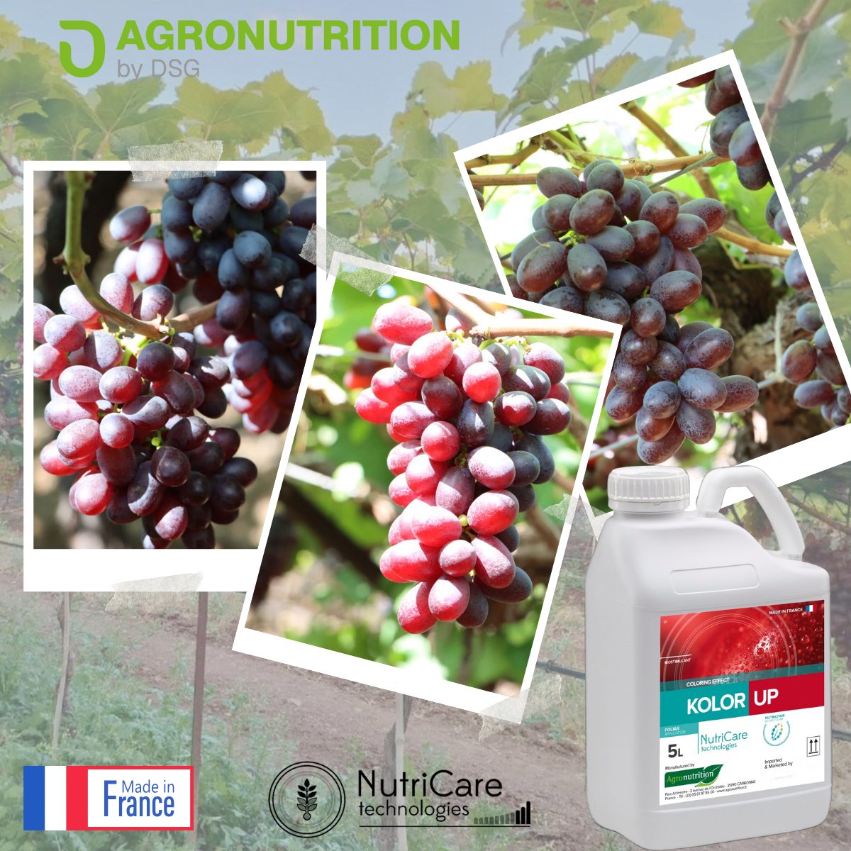 AGN_DSG_IND's tweet photo. Boost Your Crop’s Visual Appeal 

Agronutrition India 🇮🇳 thrilled to showcase 𝐊𝐎𝐋𝐎𝐑 𝐔𝐏, the premium foliar nutrient solution by AGRONUTRITION, 𝐌𝐚𝐝𝐞 𝐢𝐧 𝐅𝐫𝐚𝐧𝐜𝐞 ,designed to deliver an 𝐮𝐧𝐛𝐞𝐚𝐭𝐚𝐛𝐥𝐞 𝐜𝐨𝐥𝐨𝐫𝐢𝐧𝐠 𝐞𝐟𝐟𝐞𝐜𝐭 𝐟𝐨𝐫 𝐲𝐨𝐮𝐫 𝐜𝐫𝐨𝐩𝐬. https://t.co/7seOfUstOC
