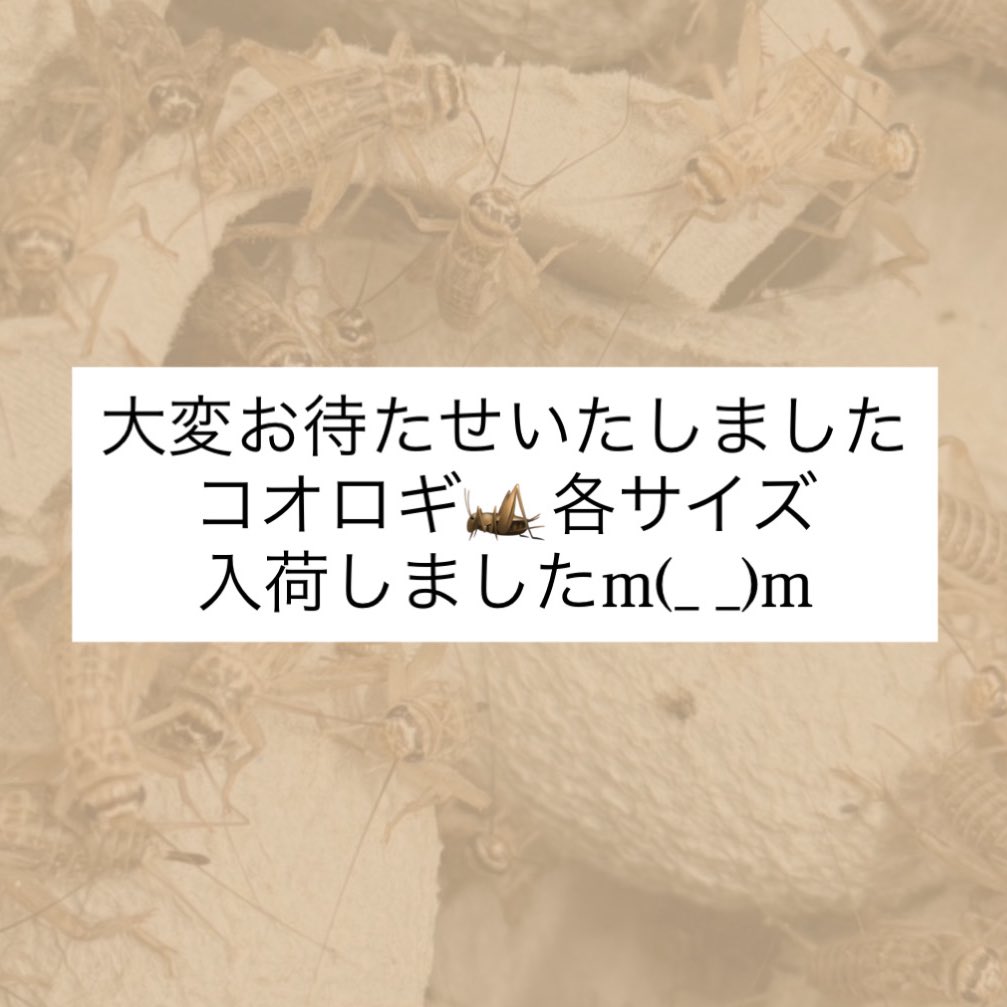 らぼ・桃白白🦎 tweet media