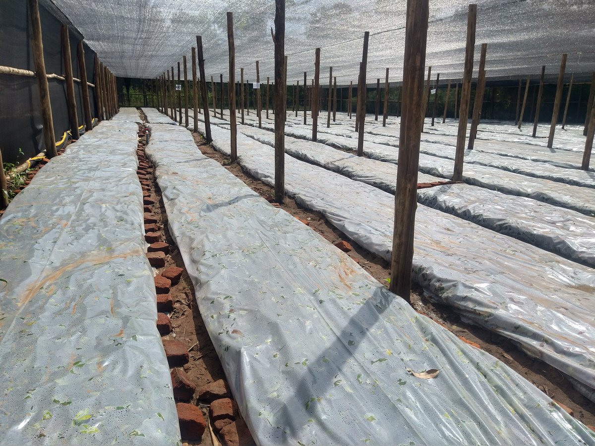 Climate-smart intervention for improving seed raising for smallholders #qualityseedlings, #ClimateAction #smartfarming <a href="/FAOAfrica/">FAO in Africa</a> <a href="/narouganda/">NARO Uganda</a> <a href="/FAOUganda/">FAO in Uganda</a>