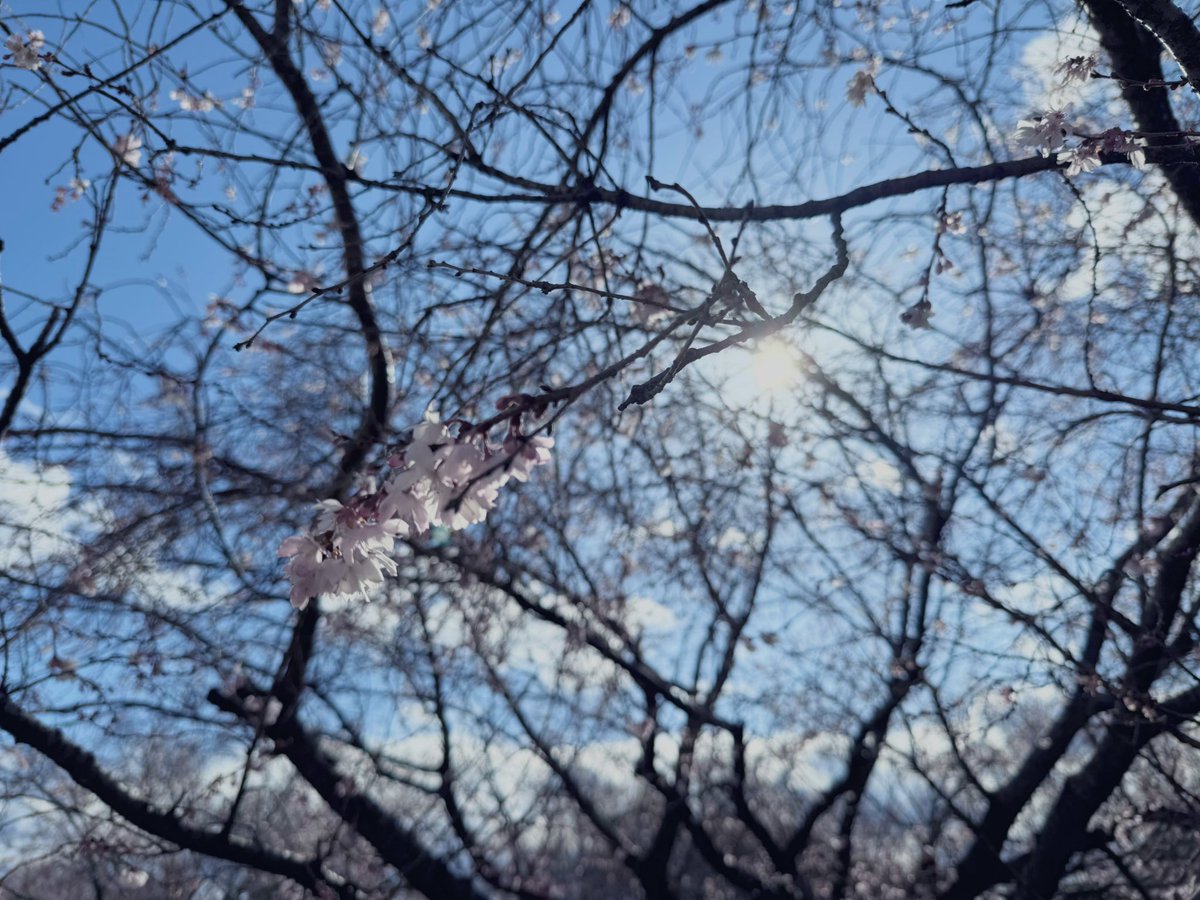秋から冬に咲く桜𓄼 ｡❀